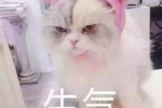 娱乐吃瓜君猫生气歌,萌宠音乐新潮流